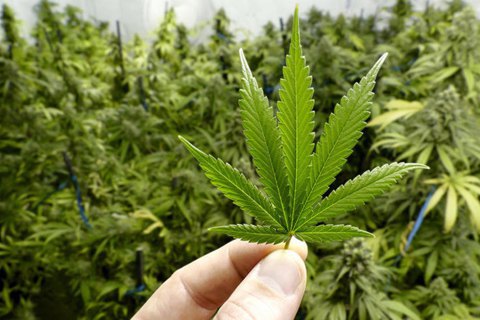 Чудо-трава: пригоди медичного канабісу в Україні та світі