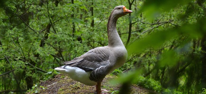 Значення імені Еліза: Відкрийте Тайни і Сутність Вашого Імені