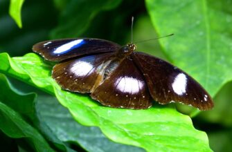 Значення імені Ніна: Всі Таємниці та Властивості Імені Ніна