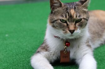 Значення імені Юлія: Відкрийте таємниці та особливості цього популярного імені