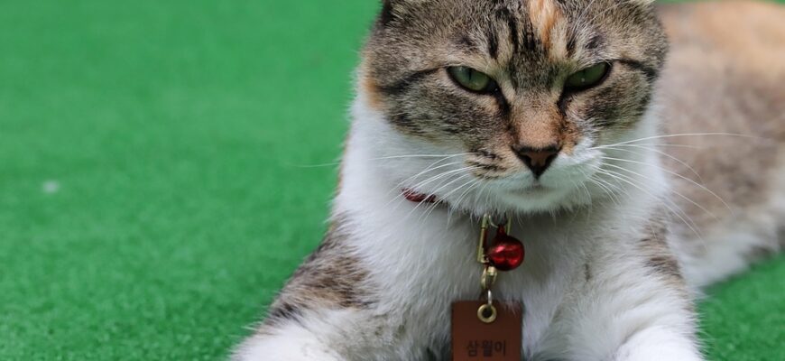 Значення імені Юлія: Відкрийте таємниці та особливості цього популярного імені