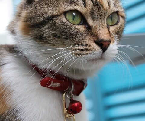 Значення імені Дар’яна: Відкрите серце і енергійна натура