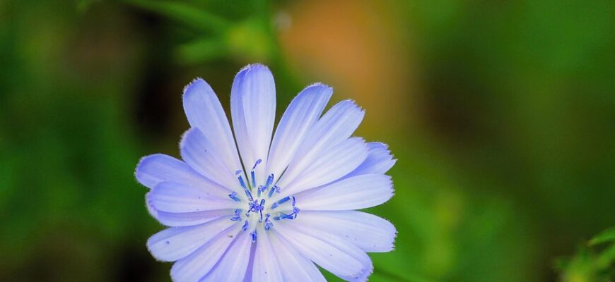 Значення імені Раїса: Відкрийте таємниці та символіку цього красивого імені