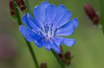 Значення імені Галина: Відкрийте таємниці та особливості цього чудового імені