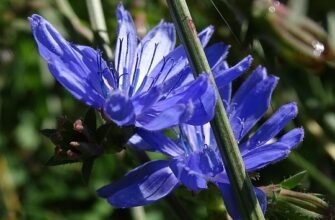 Значення імені Лана: Відкрийте Таємниці та Символіку Імені