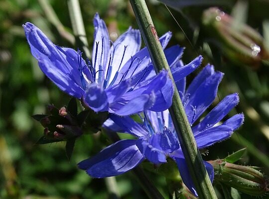 Значення імені Лана: Відкрийте Таємниці та Символіку Імені