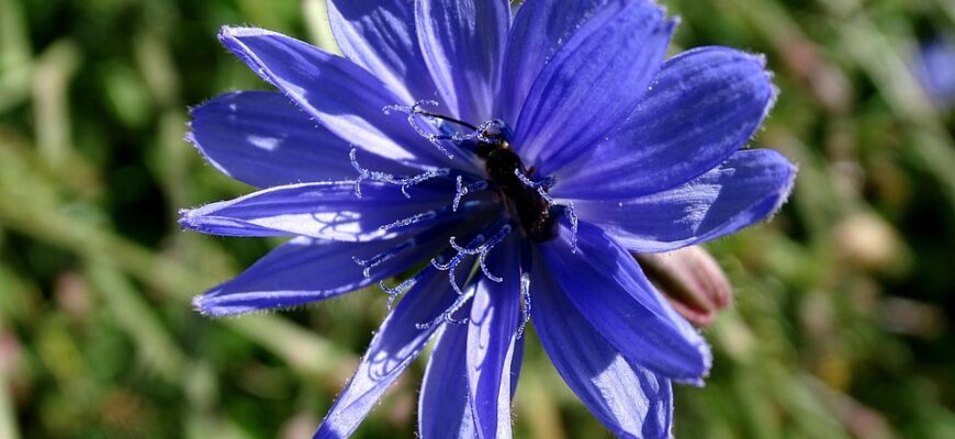 Значення імені Максиміліан: Відкрийте глибокий сенс та походження цього імені
