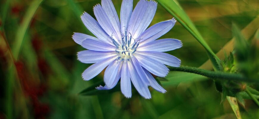 Значення імені Саїда: що потрібно знати про його походження та символіку