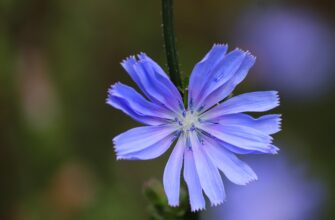Значення імені Рафаель: Відкрийте таємниці імені та його вплив на життя