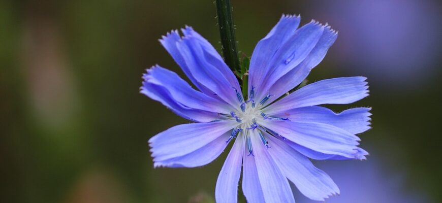 Значення імені Рафаель: Відкрийте таємниці імені та його вплив на життя