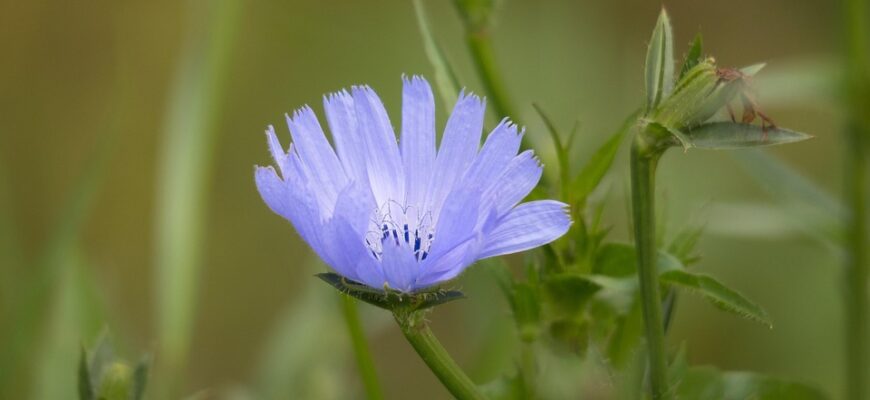 Значення імені Віра: Як воно впливає на характер та долю носіїв