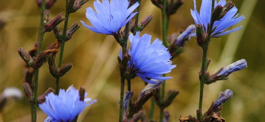 Значення імені Пелагея: Походження, характеристики та цікаві факти