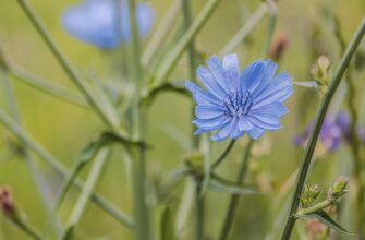 Значення імені Роберт: Розкриття історії та символіки популярного імені