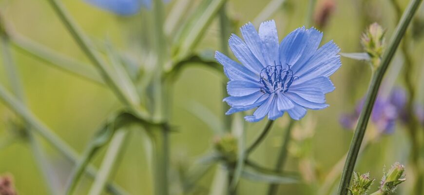 Значення імені Роберт: Розкриття історії та символіки популярного імені