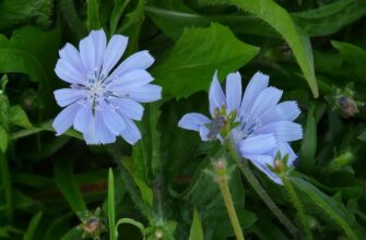 Значення імені Тимофій: Відкрийте таємниці цього унікального імені