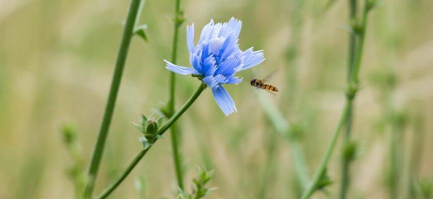 Значення імені Трохим: Походження, символіка та характер
