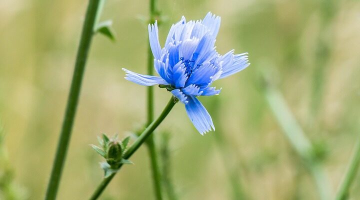 Значення імені Овсій: Походження, особливості та характеристики