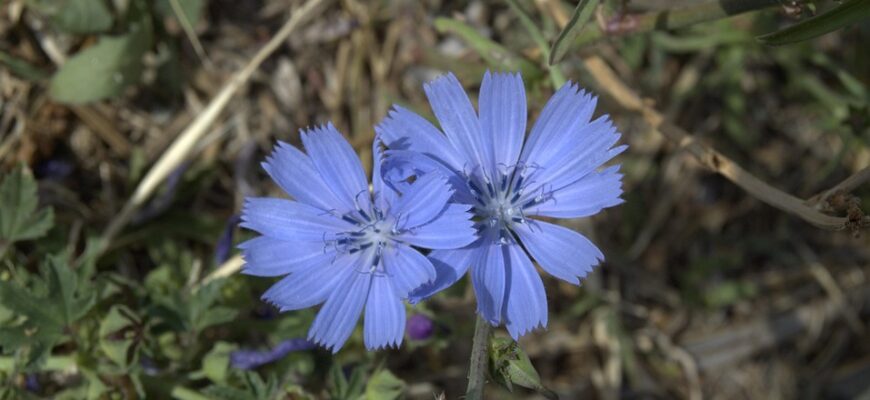 Значення імені Камілла: Відкрийте загадки та характеристики цього прекрасного імені