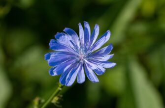 Значення імені Кіра: Все, що потрібно знати про походження та символіку