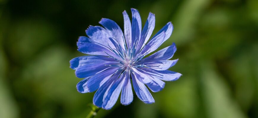 Значення імені Кіра: Все, що потрібно знати про походження та символіку