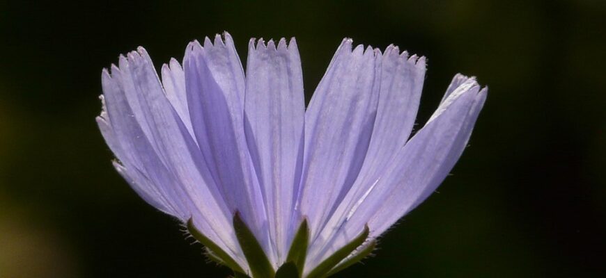 Значення імені Севастян: Таємниці, Происхождення та Вплив на Характер