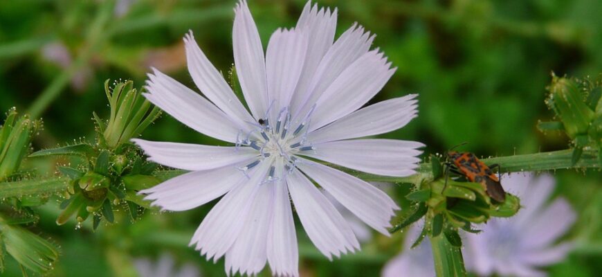 Значення імені Маріка: Відкрийте Глибокий Сенс та Особливості Імені