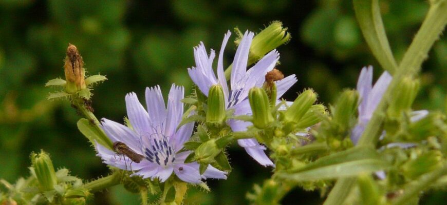 Значення імені Маргарита: Глибокий Аналіз Походження, Символіки та Впливу