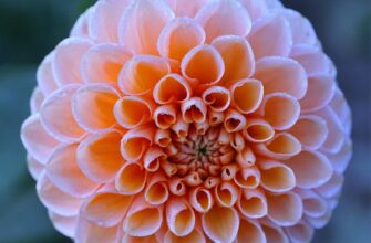 Значення імені Адам: Відкрийте таємниці історії та символіки