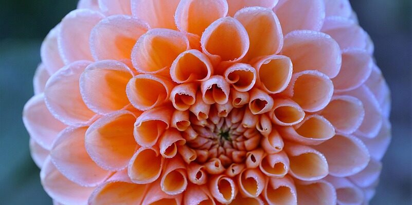 Значення імені Адам: Відкрийте таємниці історії та символіки