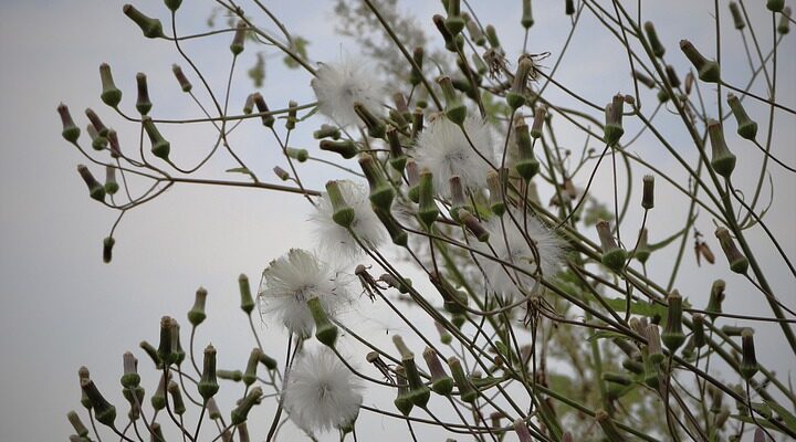 Значення імені Джавелін: Розкриття таємниць і символіки вашого імені