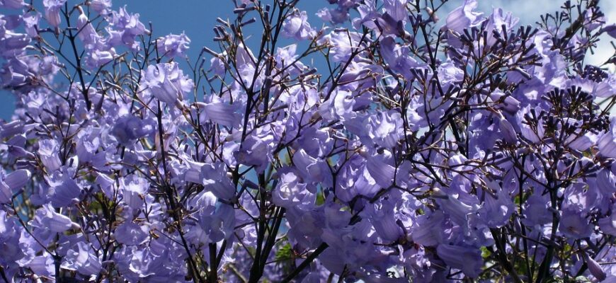 Значення імені Еріка: походження, характеристика та вплив на особистість