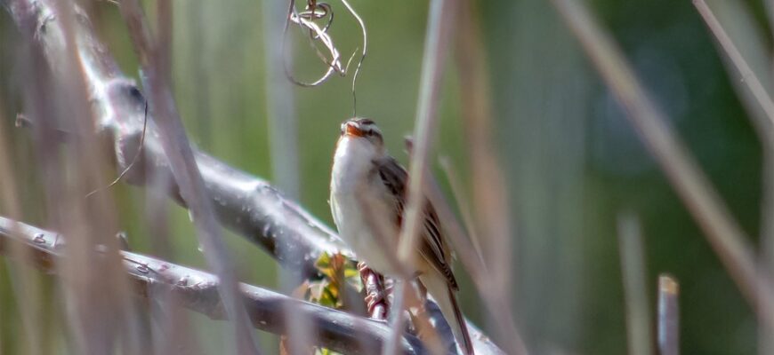 Значення імені Веста: Розкриття таємниць і символіки в 2023 році