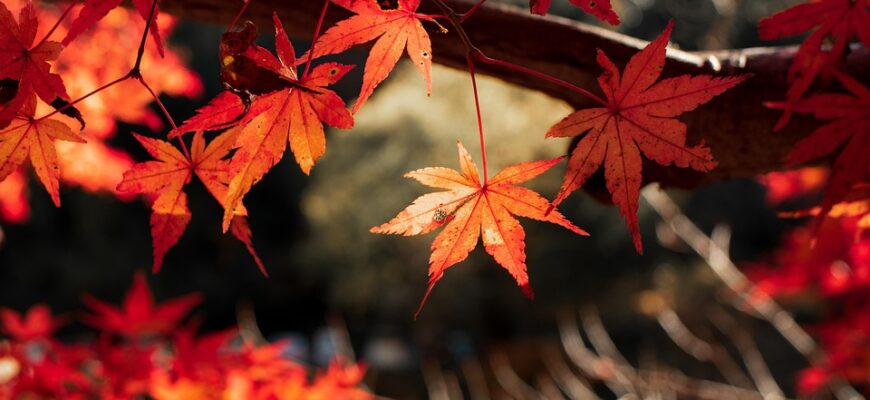 Значення імені Уляна: Походження, характеристика та вплив на життя