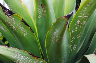 Значення імені Устина: Походження, характеристики та вплив на долю