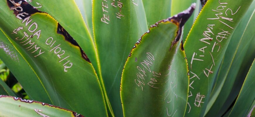 Значення імені Устина: Походження, характеристики та вплив на долю