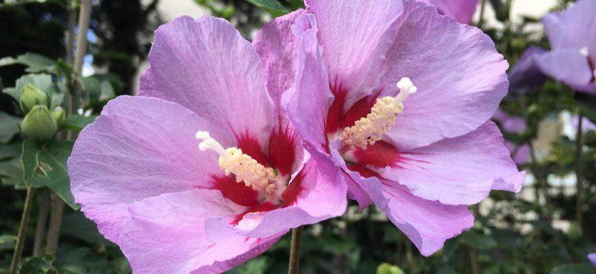 Значення імені Ленар: Відкрийте таємниці імені та його вплив на життя