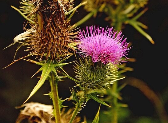 Значення імені Ільшат: Відкрийте Глибокий Сенс та Походження