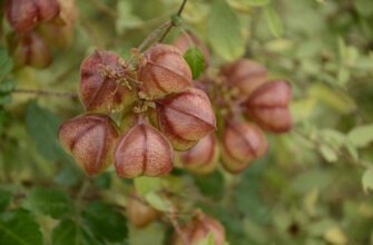 Значення імені Наїда: Відкрийте Таємниці та Історію Унікального Імені