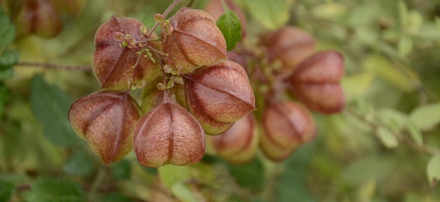 Значення імені Наїда: Відкрийте Таємниці та Історію Унікального Імені