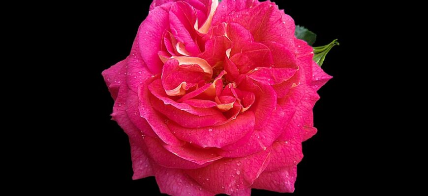 Значення імені Евеліна: Відкрийте таємниці імені та його вплив на життя