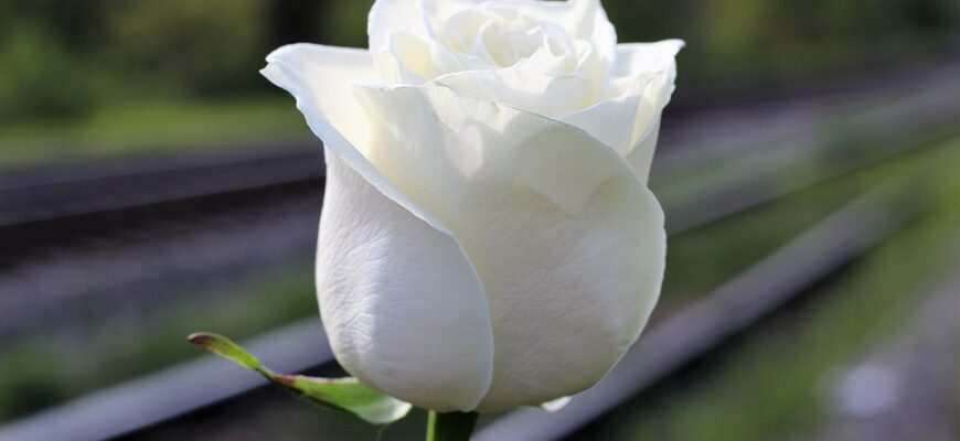 Значення імені Маріанна: Весь спектр характеристик та вплив на життя