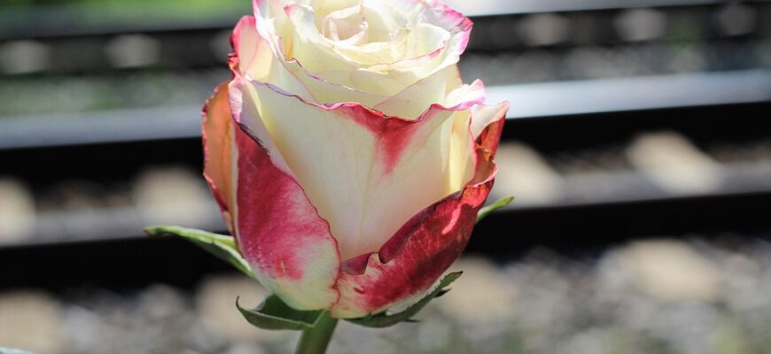 Значення імені Августина: Розкриття Секретів та Історії