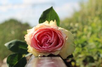 Значення імені Лікера: Відкрийте Тайнописи та Особливості Цього Унікального Імені