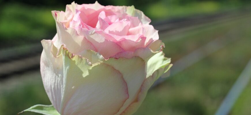 Значення імені Камелія: символіка, походження та вплив на характер