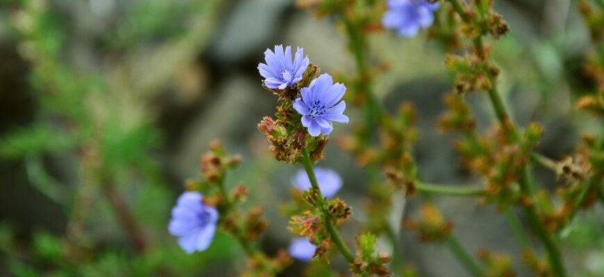 Значення імені Климентій: Відкрийте таємниці та особливості цього імені