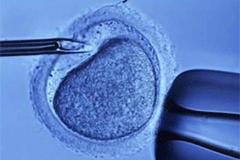 Зачатие из непорочной пробирки удостоено Нобелевской премии