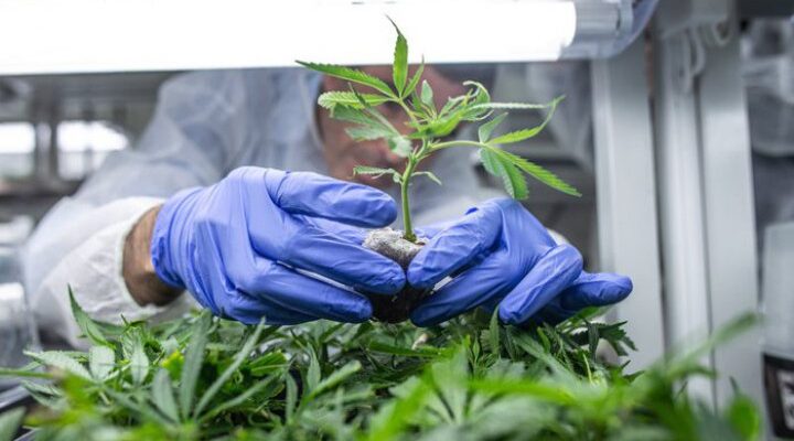 Легалізація медичного канабісу: чому зараз це важливо, як ніколи?