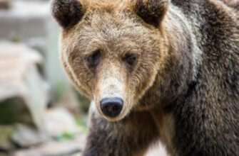 шевченківські рядки
