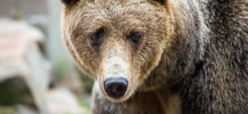 шевченківські рядки