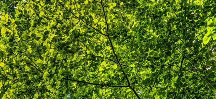 світло зелений